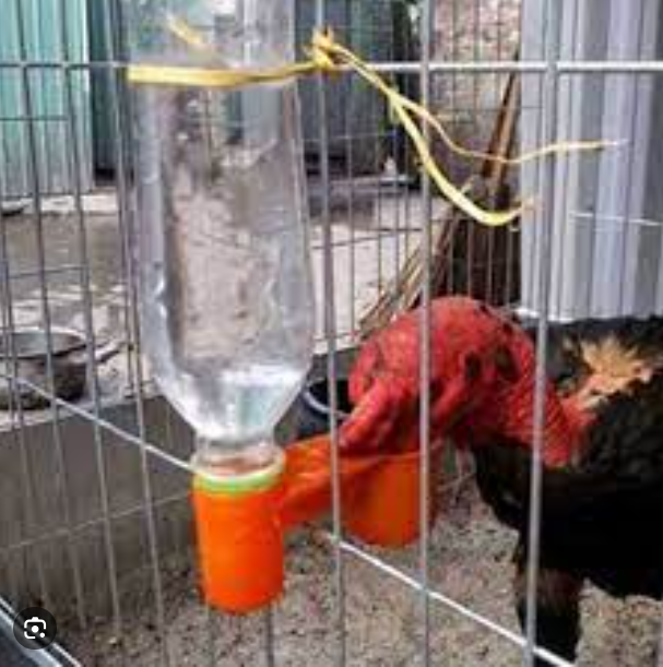 Máng, cóng C2 uống nước tự động cho gà, chim