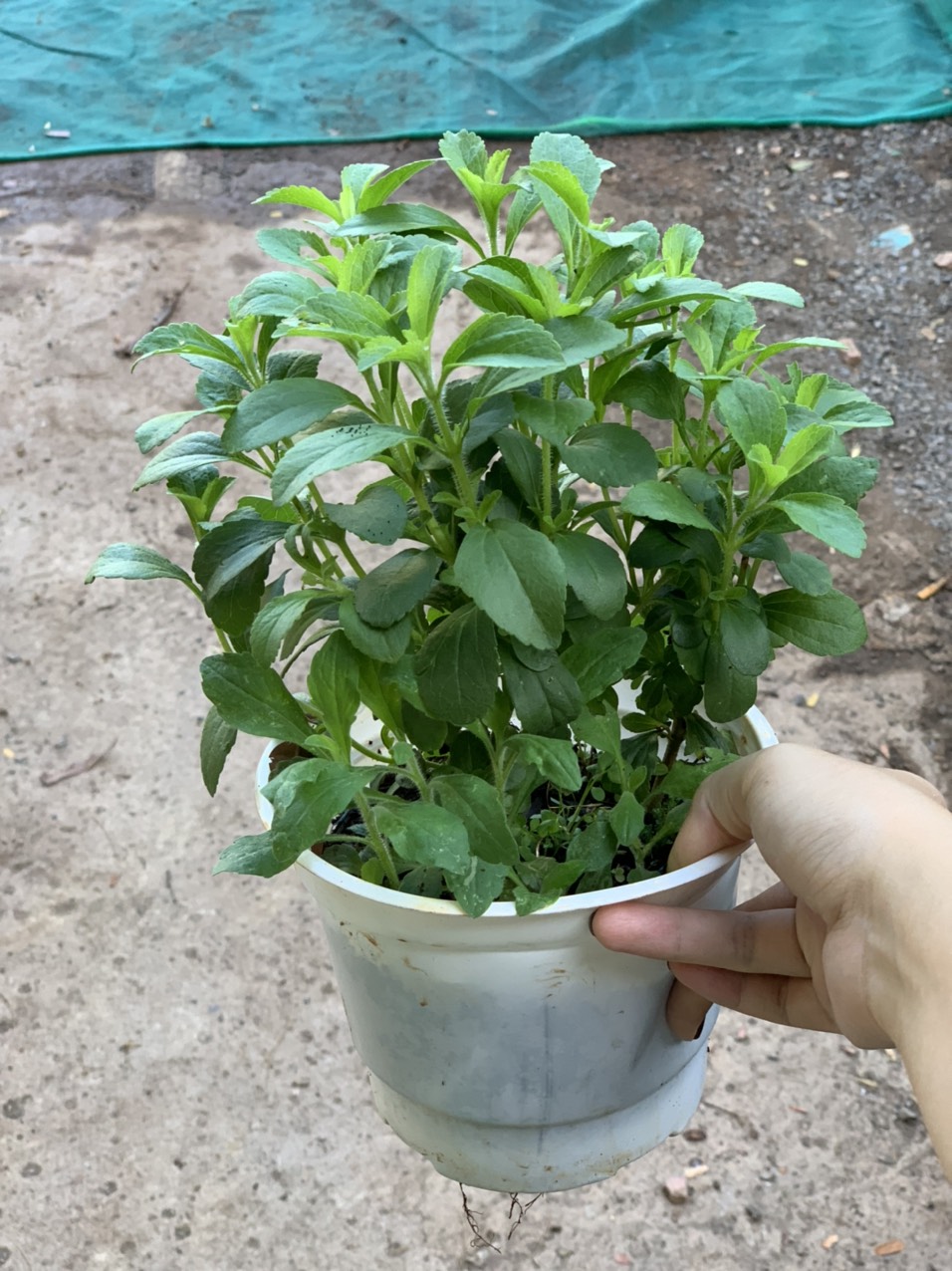 Chậu cây cỏ ngọt - cúc ngọt - Stevia