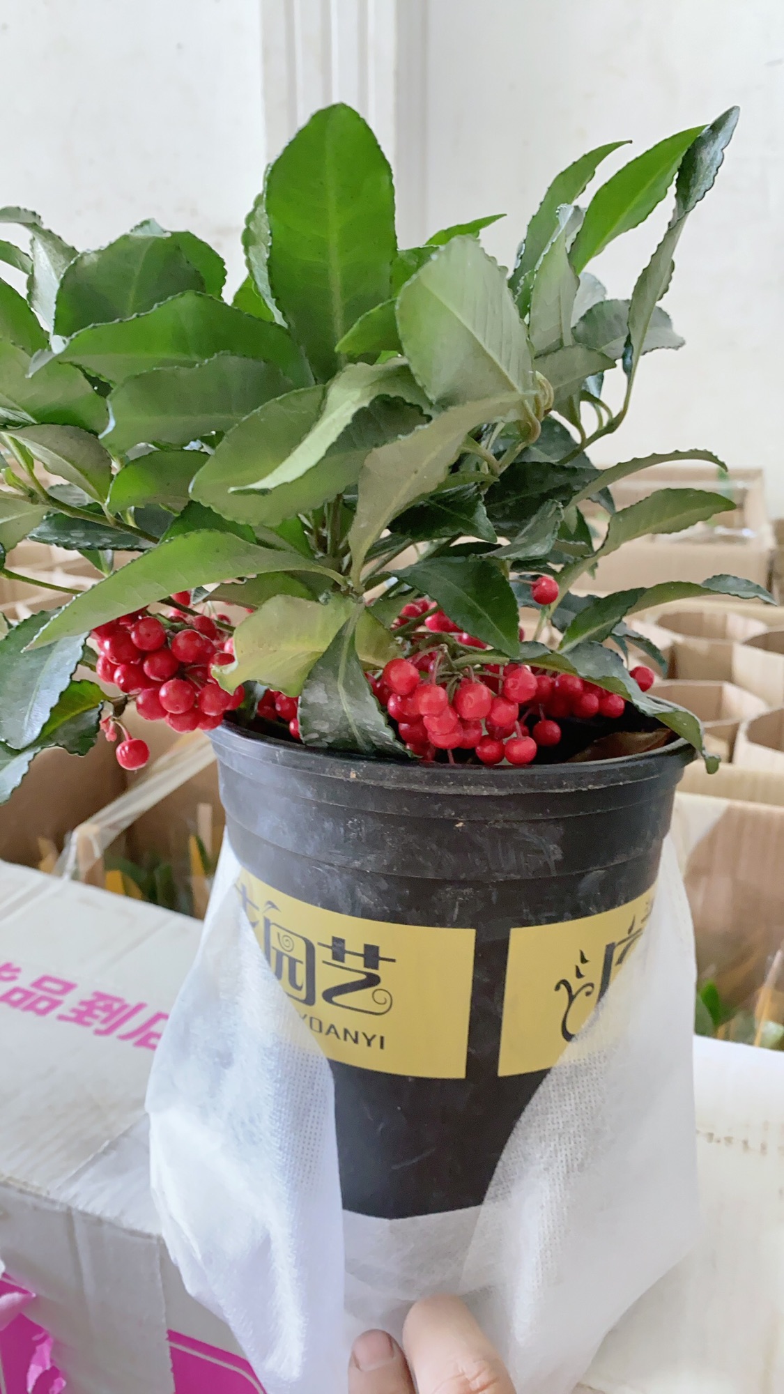 Kim Ngân Lượng Mẫu Để Bàn
