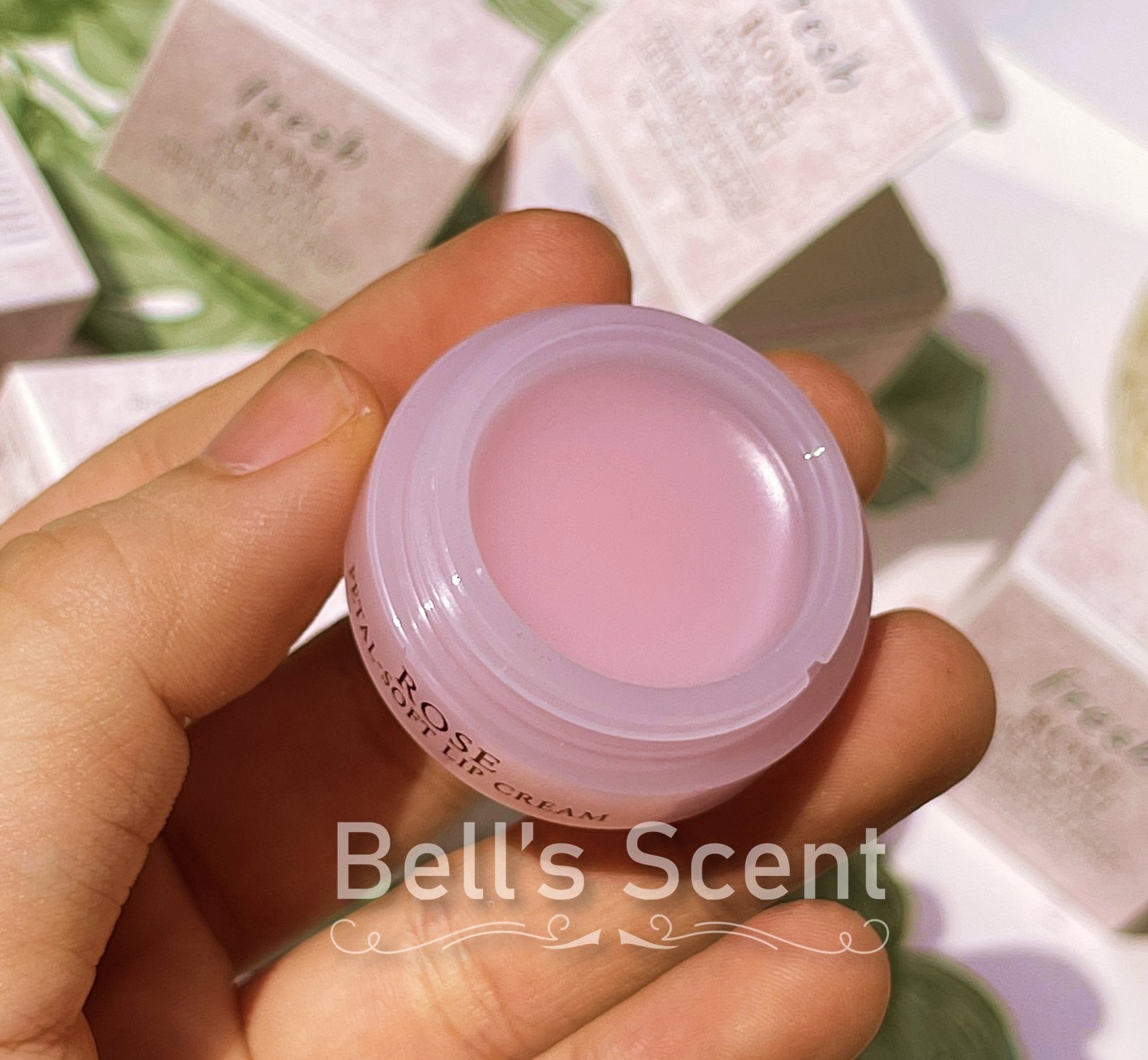 Son dưỡng môi Fresh Rose Petal-Soft Lip Cream