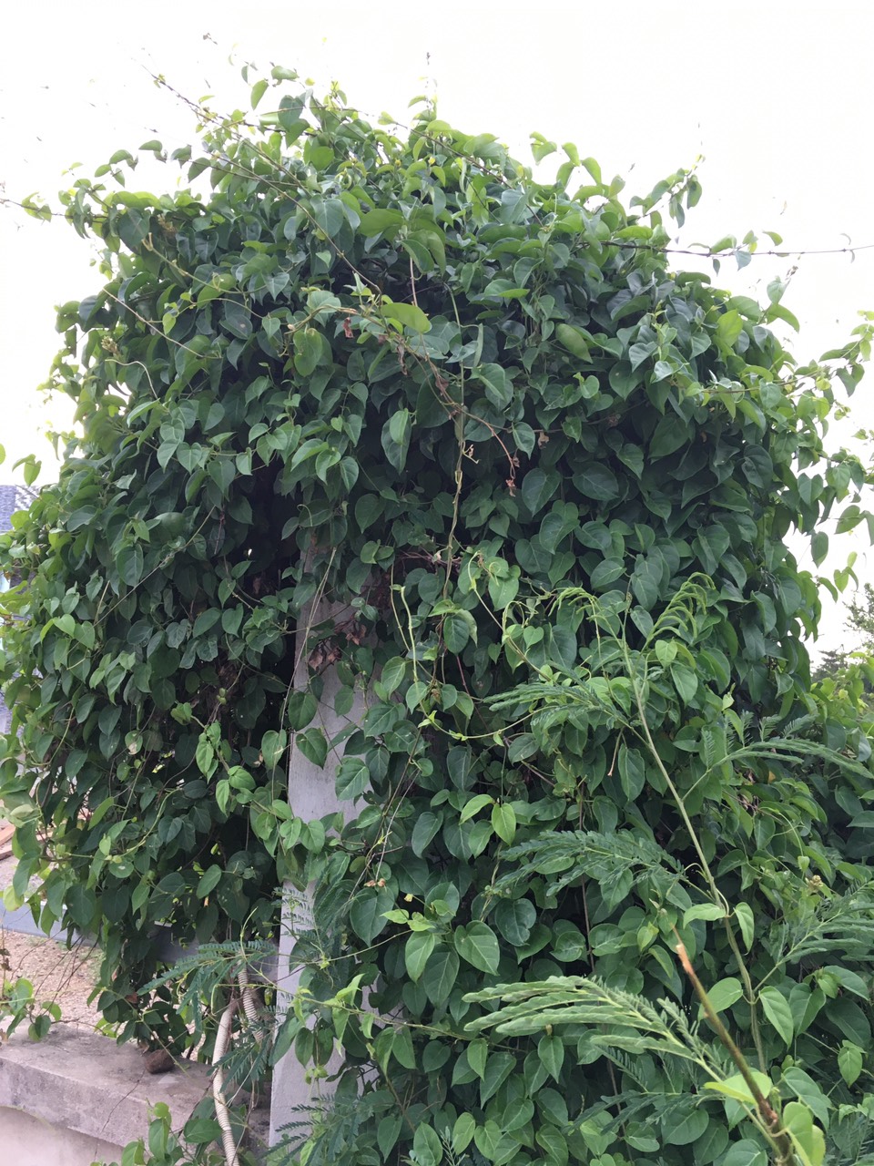 Cây lá giang, cây giống lá giang (1 cây).