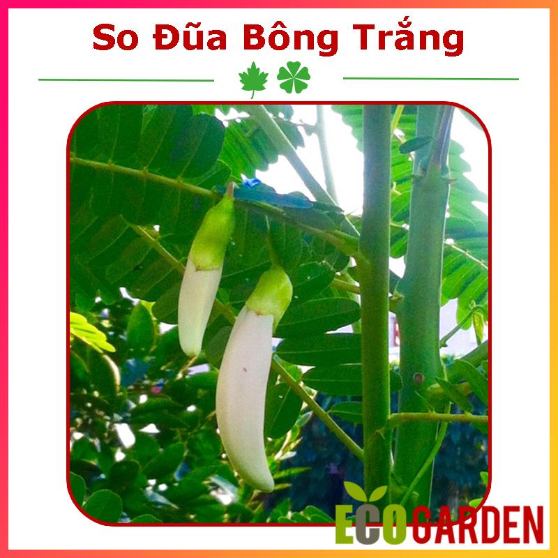 Hạt Giống Cây So Đũa (ECO.245)