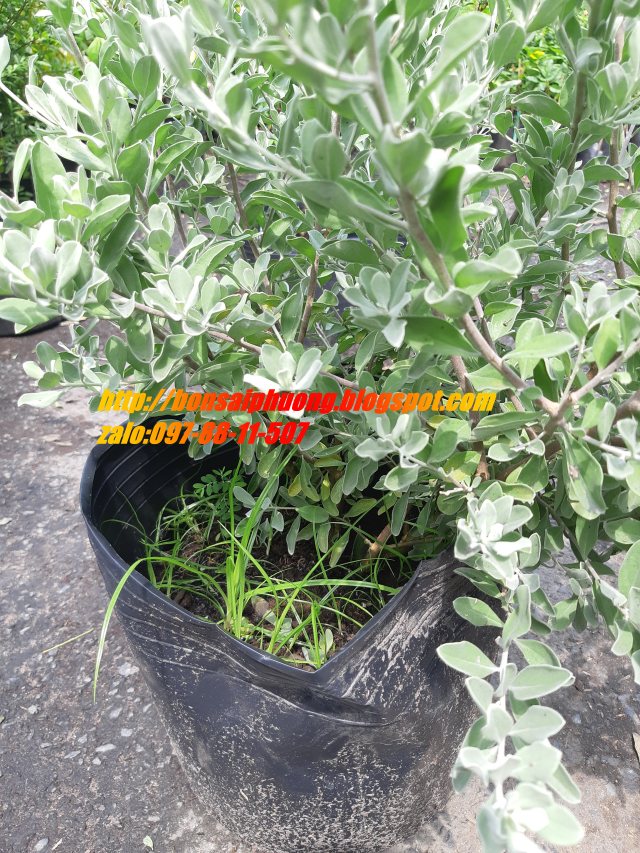Tuyết sơn phi hồng CỰC ĐẸP