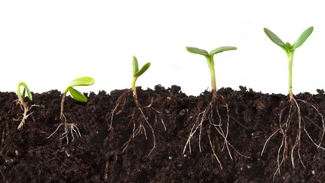 Phân Bón Ra Rễ Grow Root 100gr, (kích thích ra rễ cực nhanh)