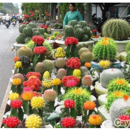 Hạt giống Xương rồng cảnh mix (15 hạt)