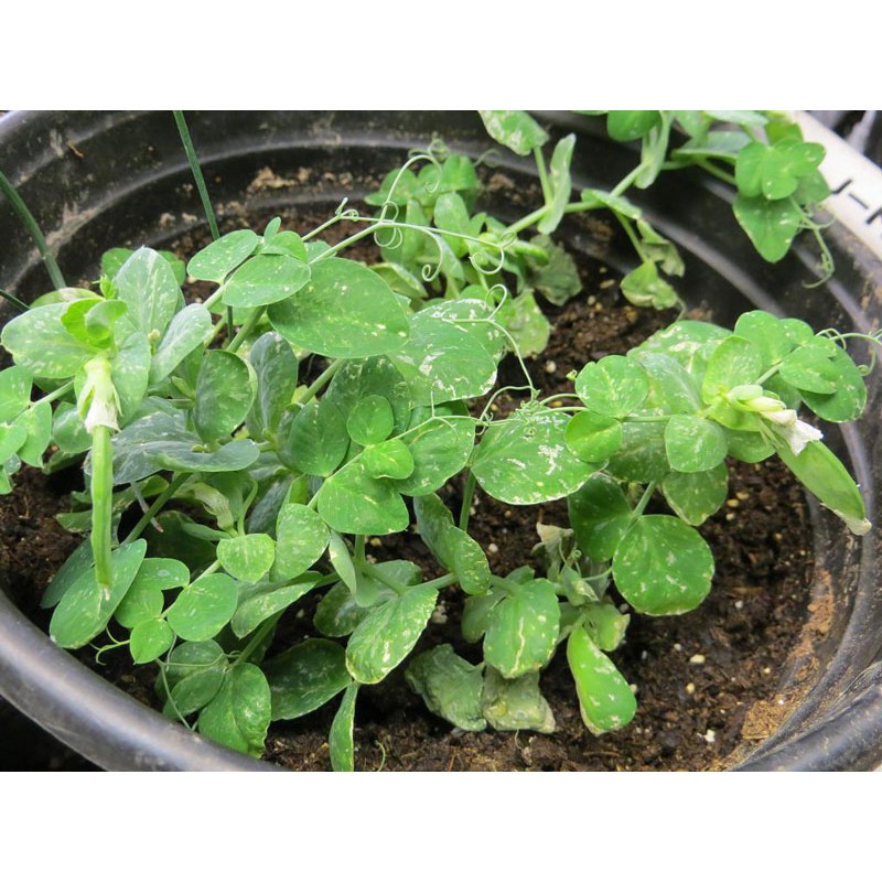 Hạt Giống Đậu Hà Lan Rạng Đông 50gram