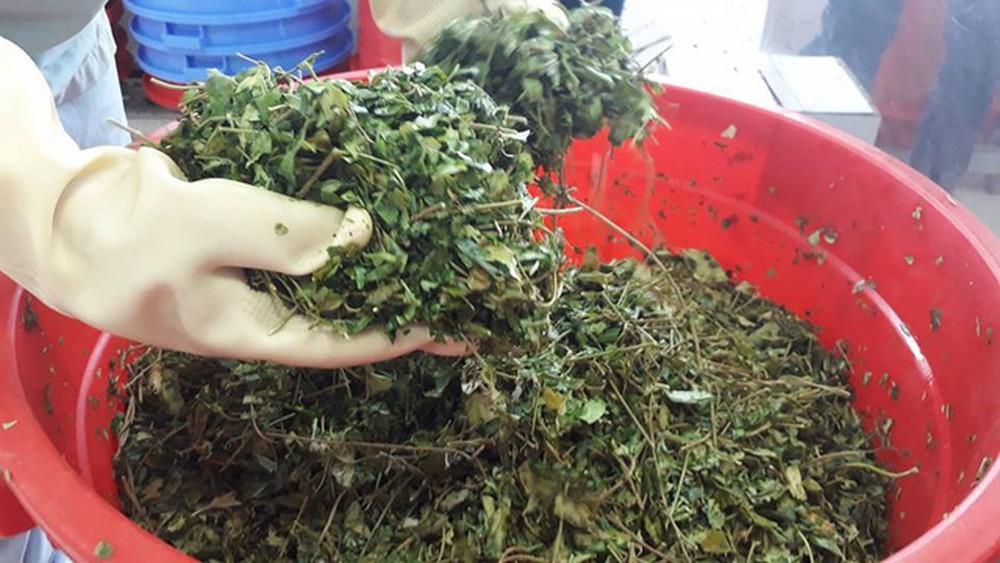 Dây thìa canh cao cấp ( gói 1kg)