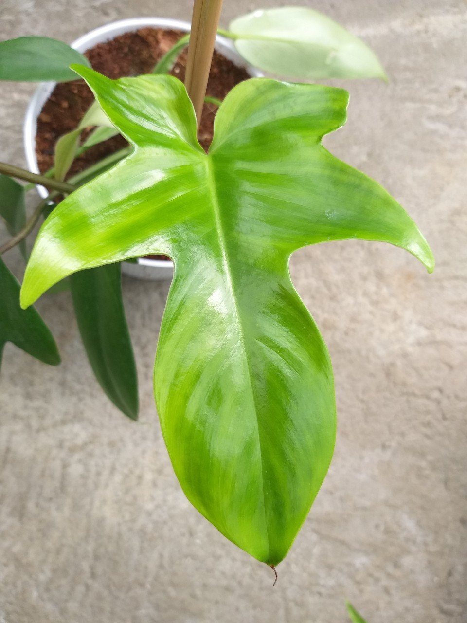 Trầu Bà cánh én - Philodendron Florida Ghost nhỏ.