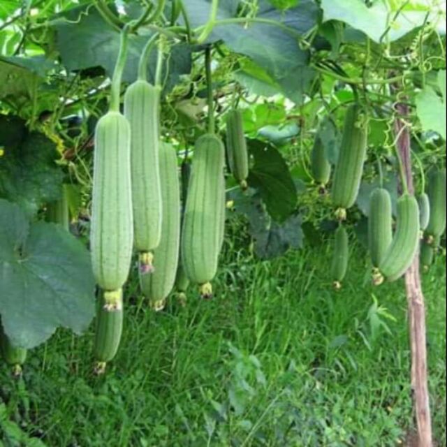 HẠT  MƯỚP  HƯƠNG F1 ( THÁI) gói 20 hạt