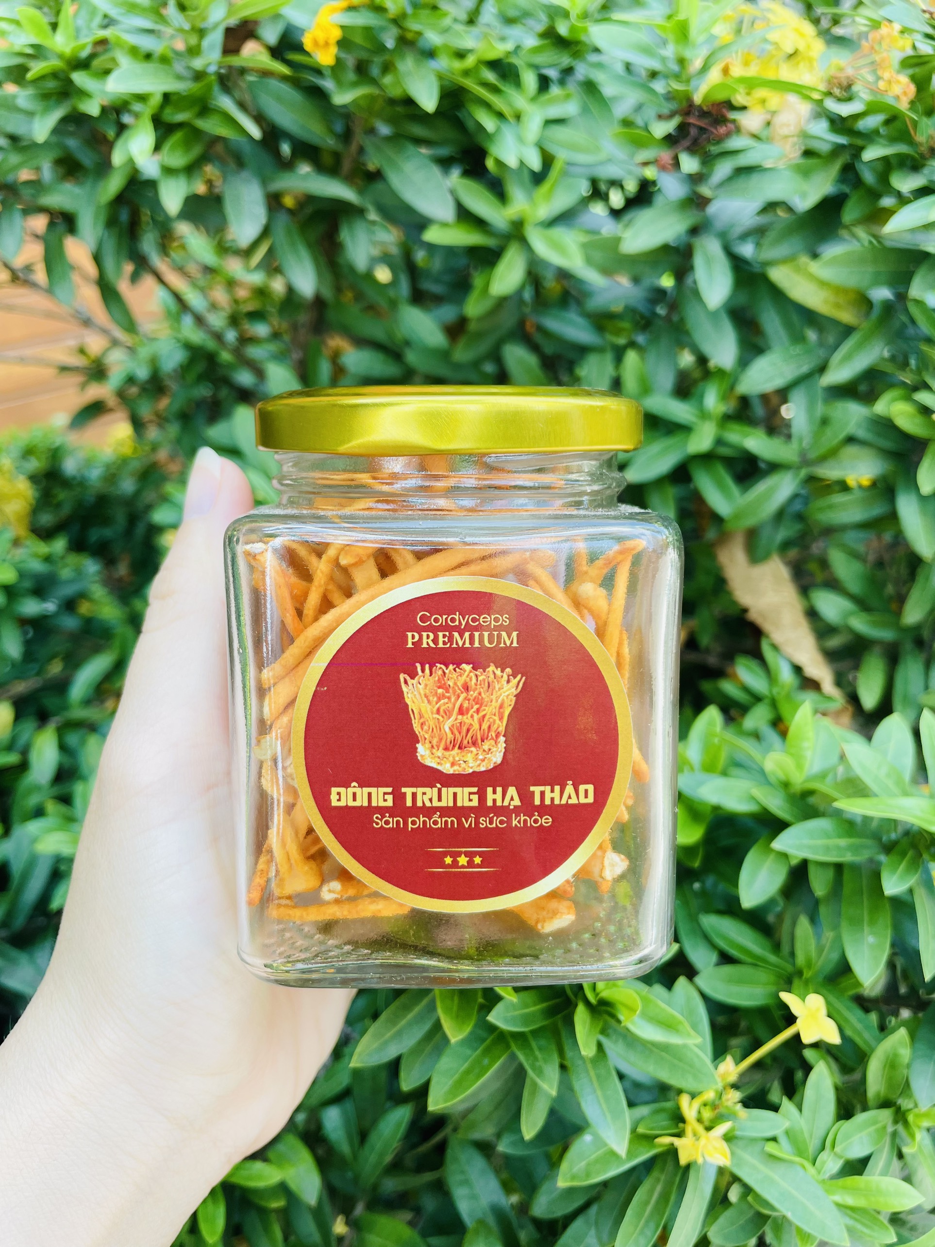TEM DÁN ĐÔNG TRÙNG HẠ THẢO