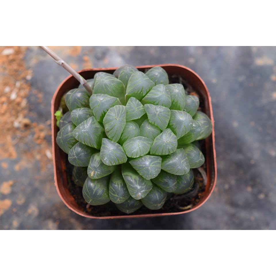 Sen Đá Kim Cương Haworthia Cooperi