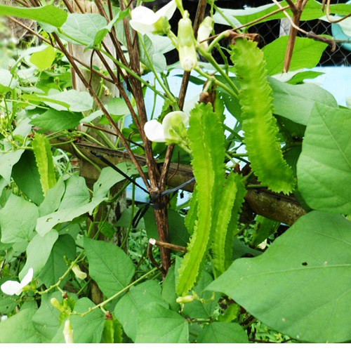 Hạt giống đậu rồng( đỗ khế) tứ quý