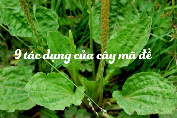 [HCM][KHUYẾN MÃI] 1kg cây mã đề khô