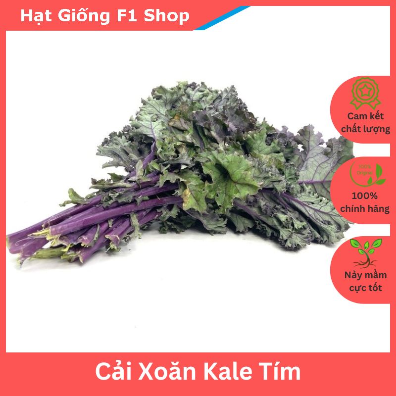 Hạt Giống Cải Xoăn Kale Tím (Kale Đỏ) Giàu Dinh Dưỡng