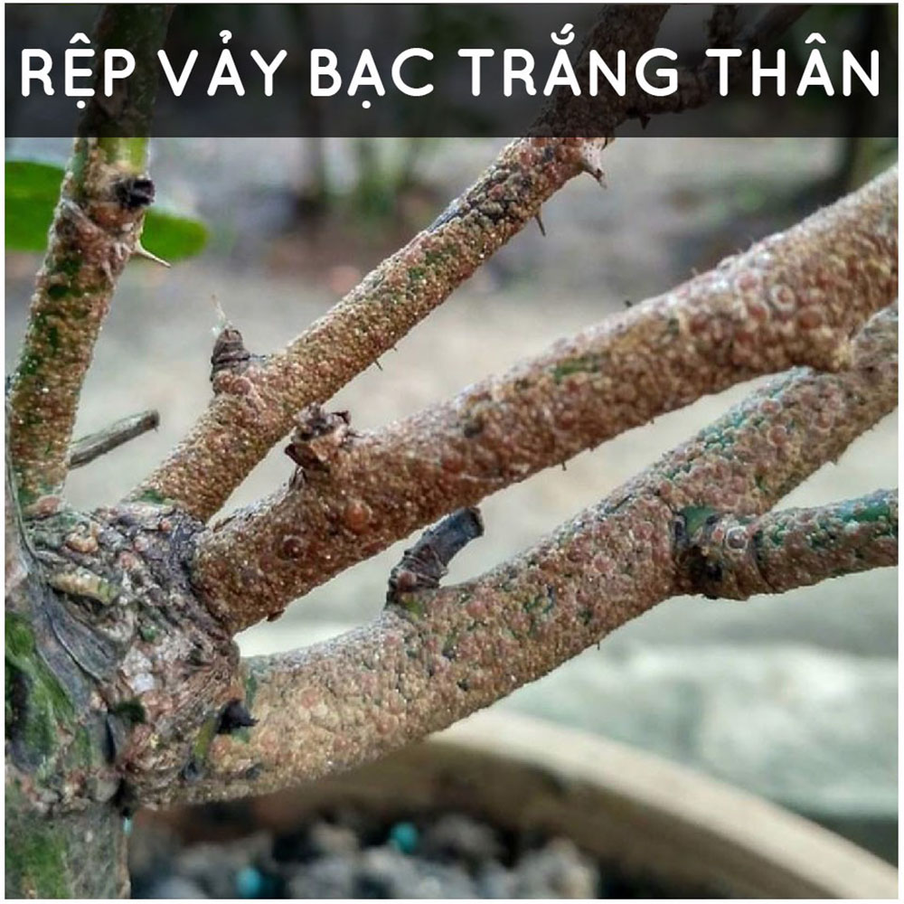 [HCM]Dầu Neem nguyên chất ép lạnh - ban công xanh