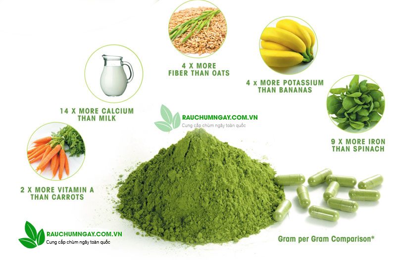 Bột Chùm Ngây - Bột Chùm Ngây Sấy Lạnh Moris