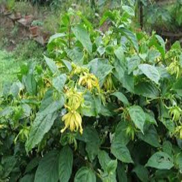 CÂY GIỐNG HOA HOÀNG LAN (NGỌC LAN TÂY, NGỌC LAN VÀNG)