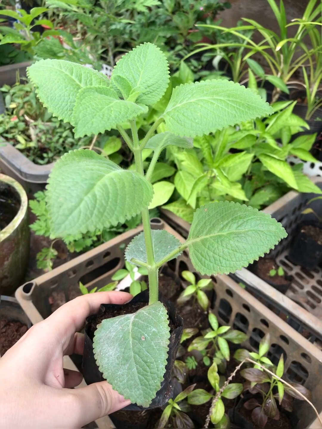 Cây tần dày lá (húng chanh)