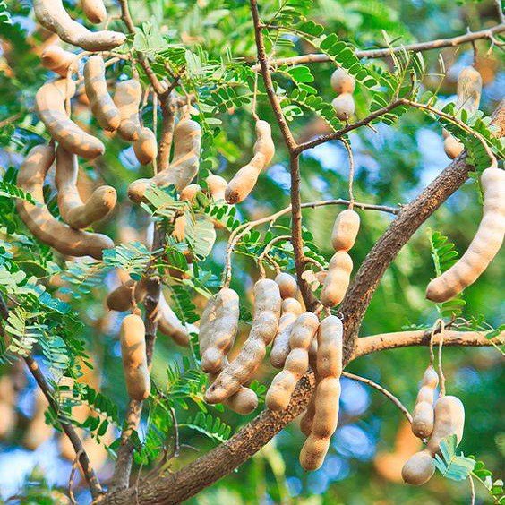 Cây Me Ngọt Thái Lan (loại to)