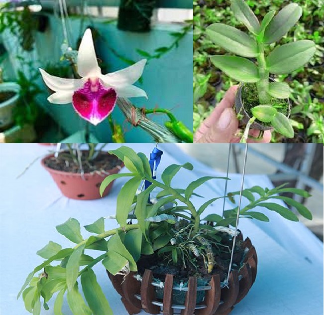 LAN ĐỘT BIẾN - Phi điệp ĐỘT BIẾN 5 cánh trắng VÕ TÒNG - Hàng var, hoa cực đẹp cực hiếm gieo hạt - Cây Y hình uy tín chất lượng