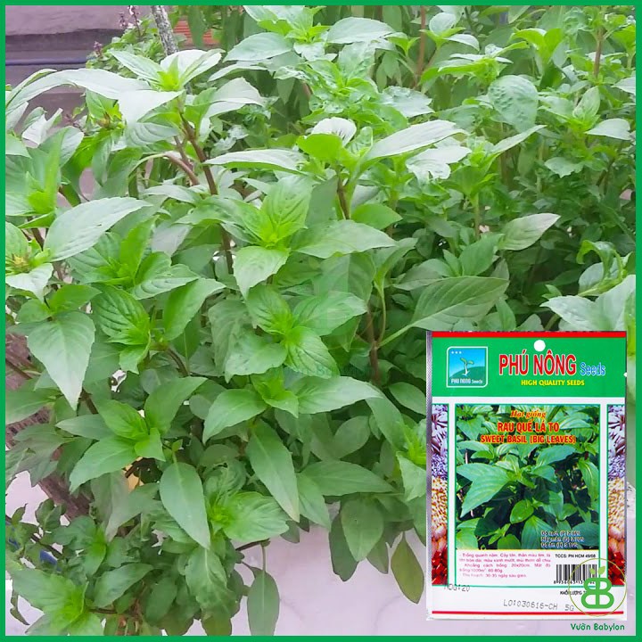 Hạt Giống Rau Húng Quế 5Gr Dễ Trồng, Thơm Ngon