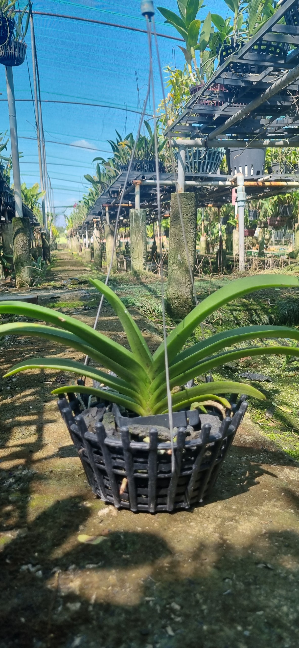 HOA LAN NGỌC ĐIỂM HỒNG GẤM