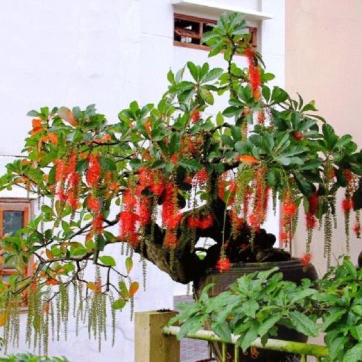 Cây giống lộc vừng