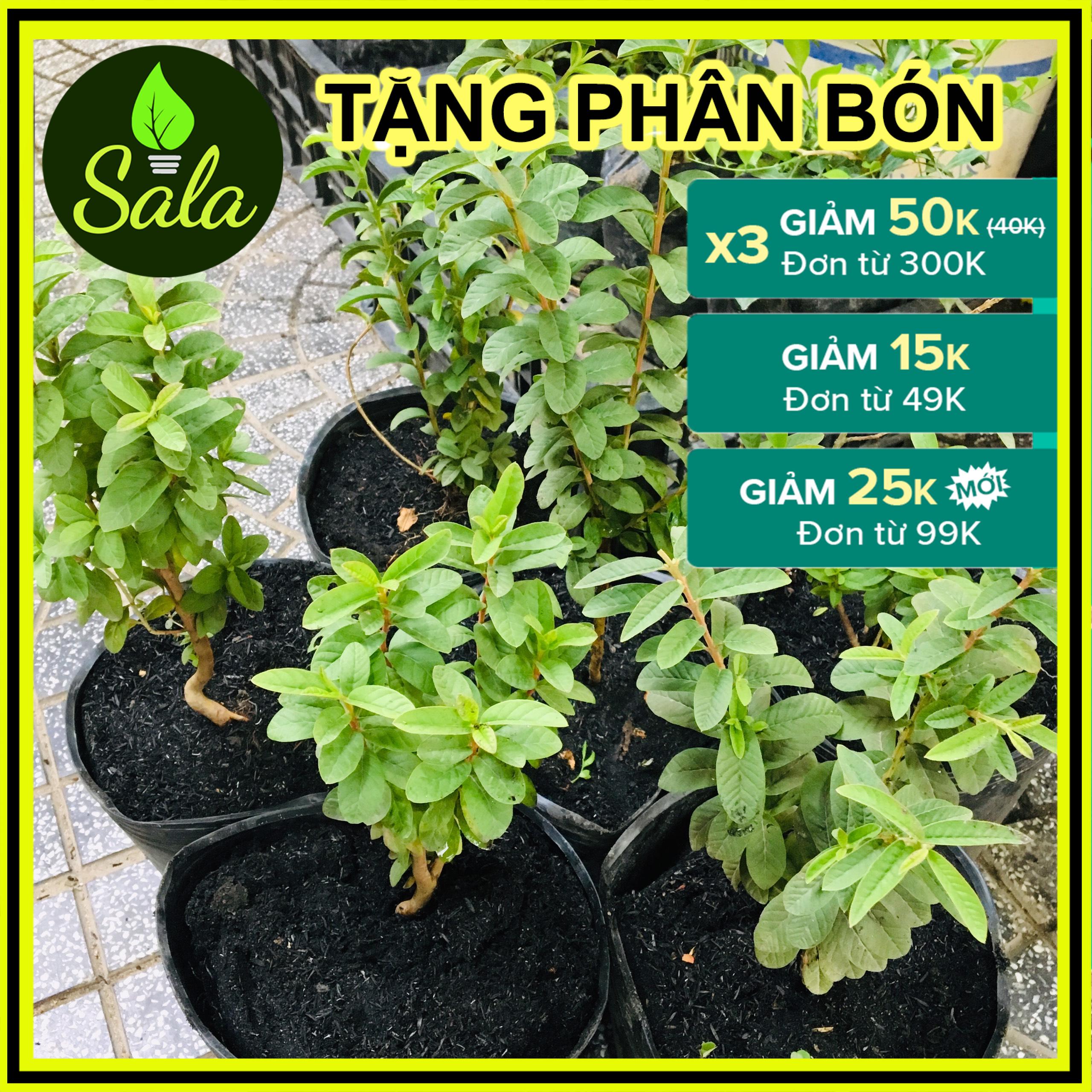 CÂY ỔI NHẬT - CÂY ỔI SẺ - CÂY ỔI LÁ KIM