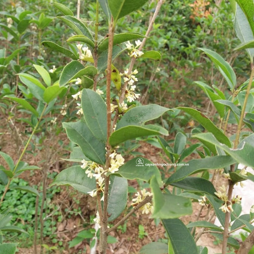 Cây mộc hương ta hoa vàng