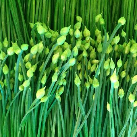 [HCM]1g Hạt Giống Hẹ Ăn Bông Dễ trồng