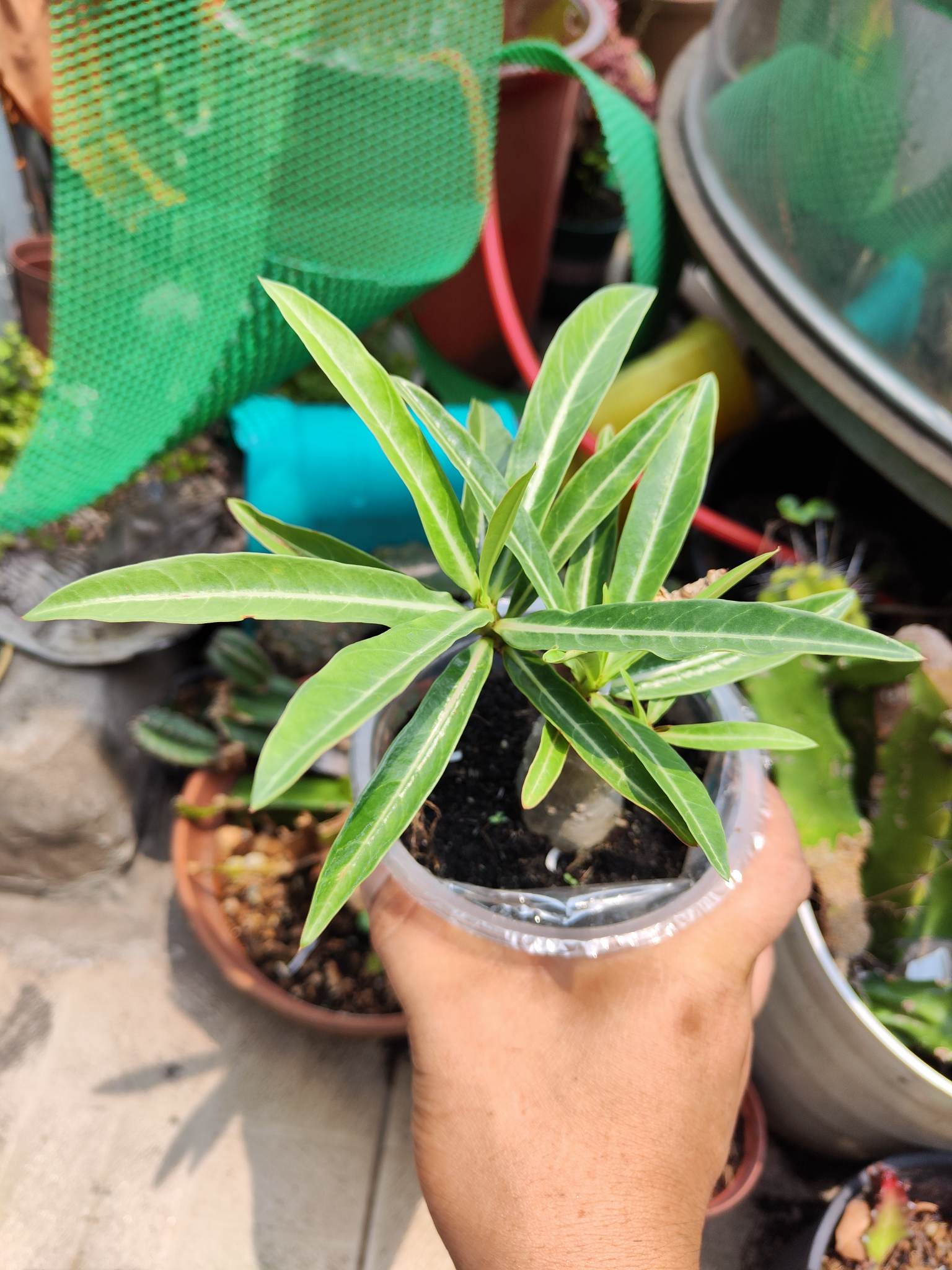 SỨ kim tự tháp khỏe đã đẻ nhánh