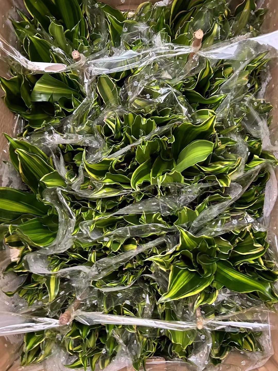 CHẬU CÂY THIẾT MỘC LAN NHƯ ẢNH