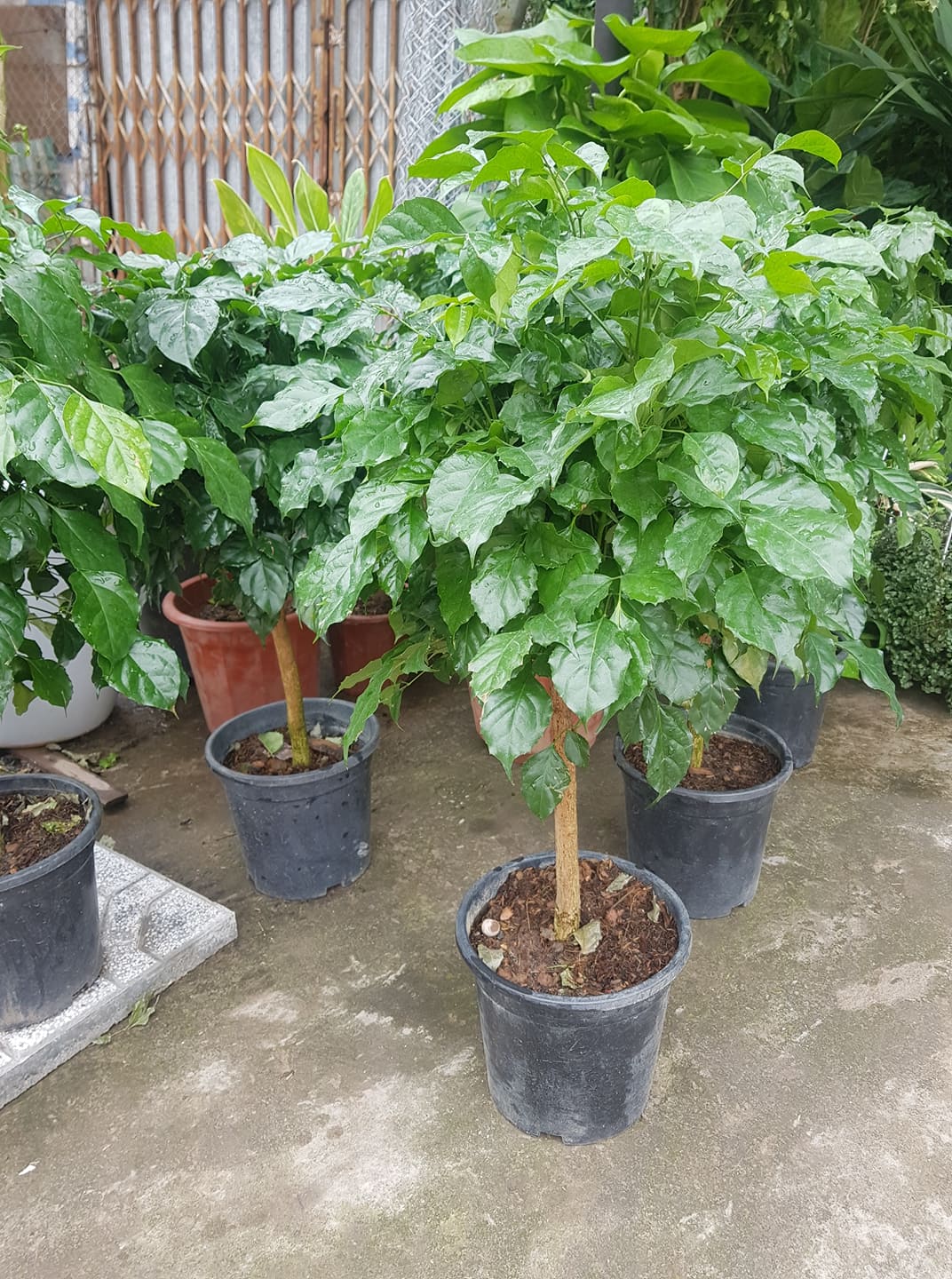 Cây Hạnh Phúc