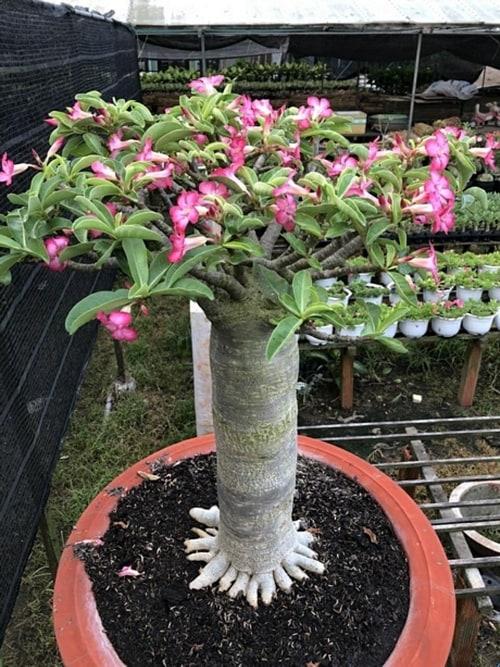 [HCM]Hạt giống Sứ kim tự tháp somalen + tặng viên kích thích nảy mầm