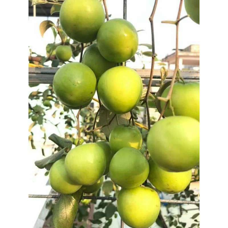[FREESHIP - Xả Khô Máu] 2 Cây Giống táo thái da xanh [TẶNG 02 cây Trà Xanh]