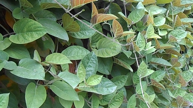 Cây mơ lông