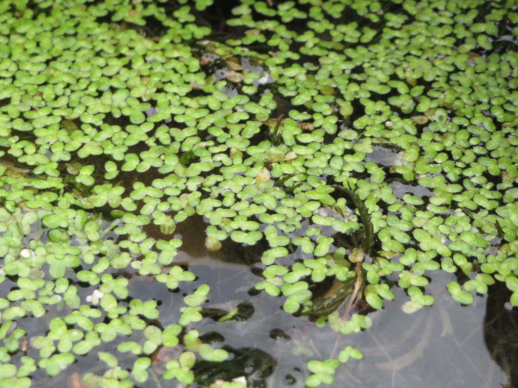 BÈO TẤM 1 TẤT