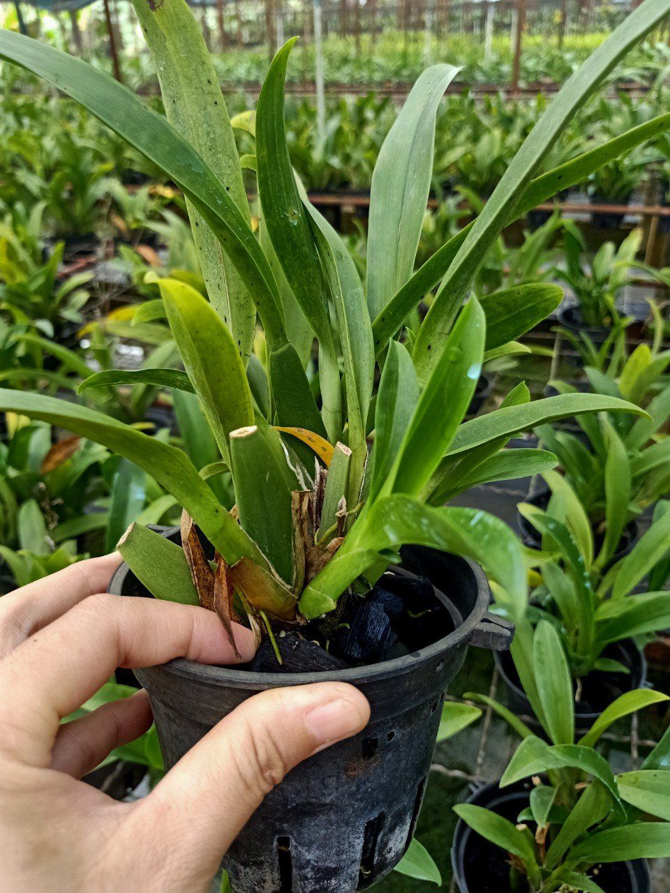 hoa lan vũ nữ lai FL