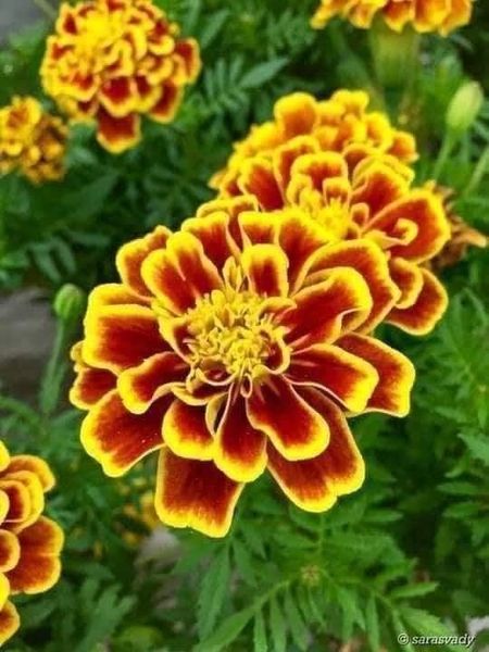 Hạt giống cúc vạn thọ ban mai( vạn thọ viền) gói 100 hạt