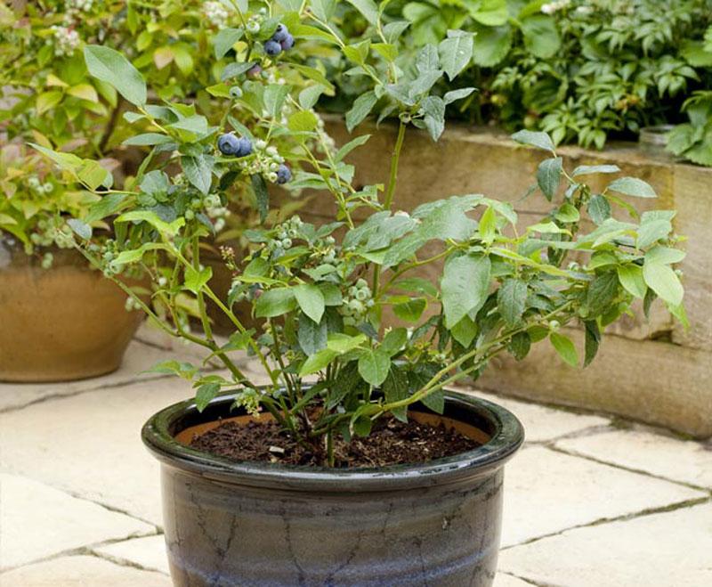 Hạt giống cây Việt Quất - gói 30 hạt