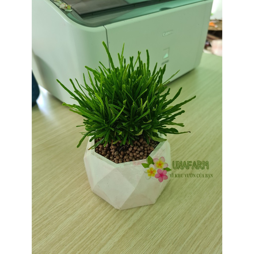 Cây giống Cỏ Mây Mỹ - CayGiongTot