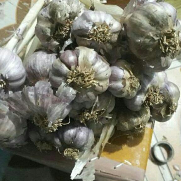 1kg tỏi ta tía thơm