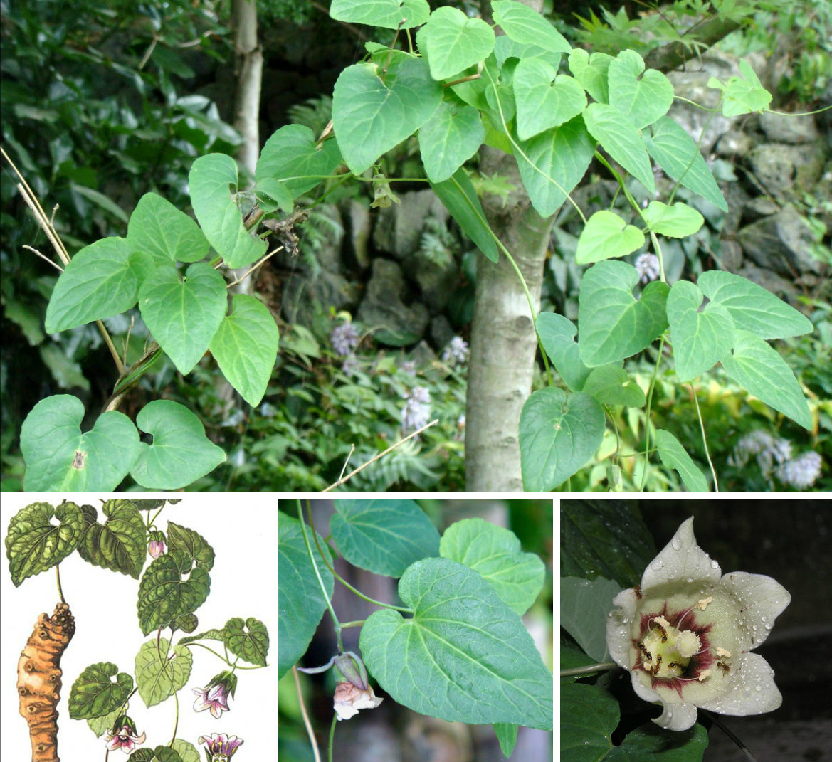 [HCM]Hạt giống đẳng sâm - (dòng sâm gieo khí hậu miền núi lạnh )