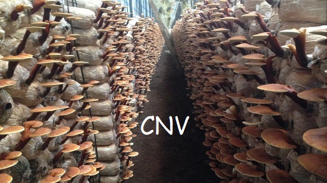 Nấm linh chi đỏ Đà Lạt cao cấp CNV 500g (Hồng chi Việt Nam)
