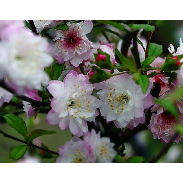 Nhất chi mai cho hoa tết, nhất chi mai cho hoa tết- hoa mai trắng- bầu cây lớn + tặng kèm túi phân trùn quế tốt cho cây
