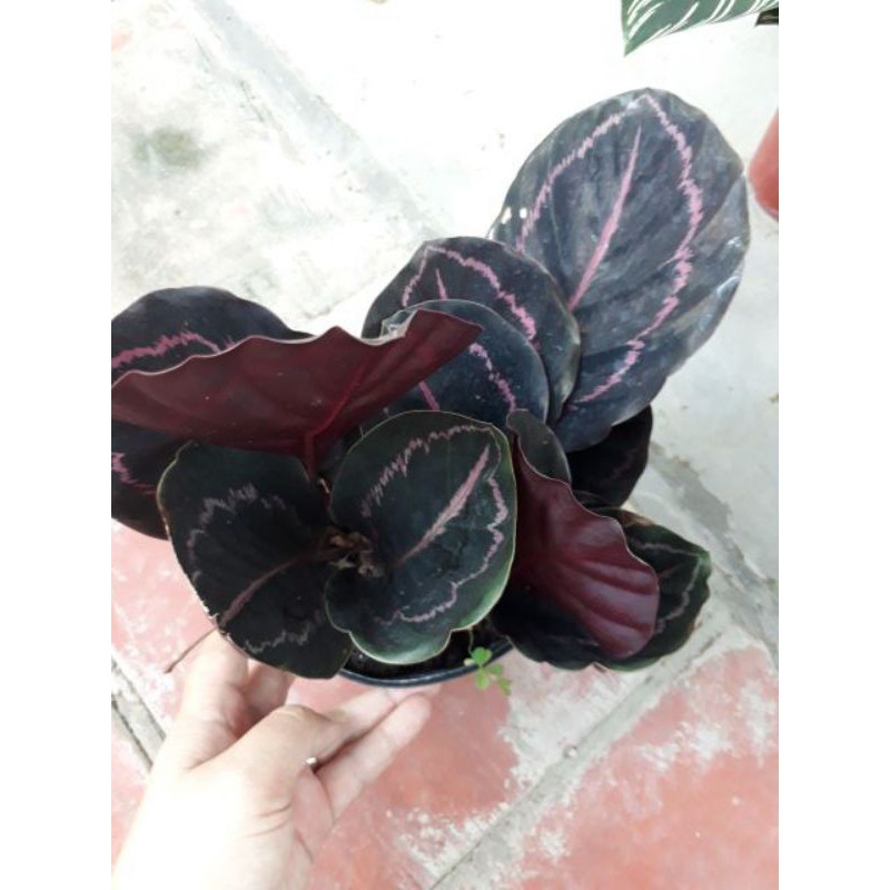 Cây đuôi công tím - cây cảnh để bàn