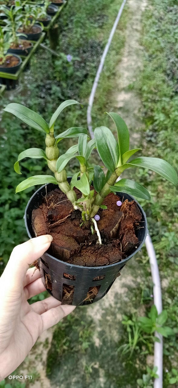 Dendro Damari 3 lưỡi hoa thơm - dòng dendro thân có lông độc đáo