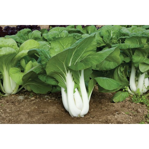 Hạt giống cải thìa bẹ trắng - 1 gói 20gram