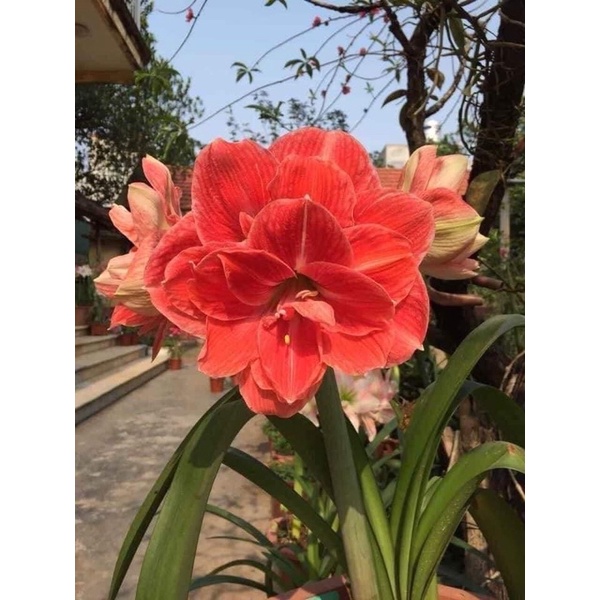Củ hoa Lan Huệ cánh kép..
