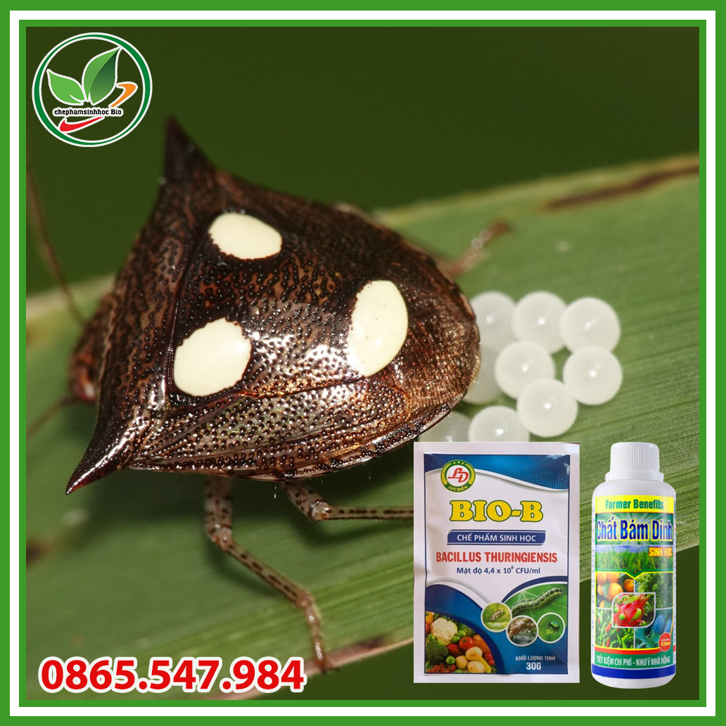 Combo chế phẩm sinh học Bio B 30gram và chất bám dính 120ml.